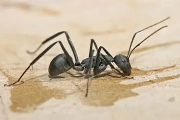 ant extermination in Washington