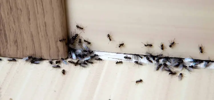 Ant Exterminator in San Carlos, CA