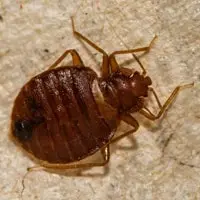 Bed Bug Exterminator in Springfield, IL
