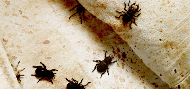 Cheap Bed Bug Exterminator in Wake Forest, NC
