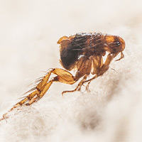 Flea Removal For House in Milwaukee, WI