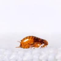 Flea Removal Service in Frankfort, KY