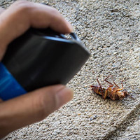 German Roach Exterminator in Alberta, VA