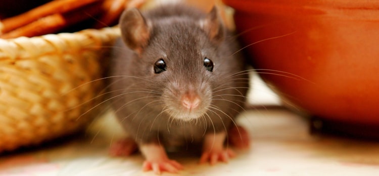 Humane Rodent Control in Oregon City, OR