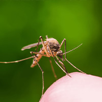 Mosquito Control Companies in Montgomery, AL