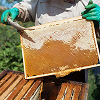 No Kill Honey Bee Relocation in Ascutney, VT