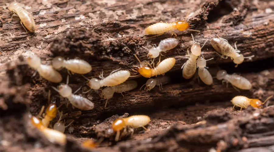 Signs Termites Are Eating Your Home