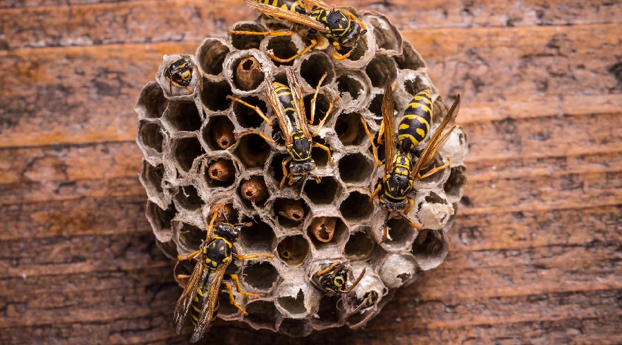 wasps-and-bees-controls-services