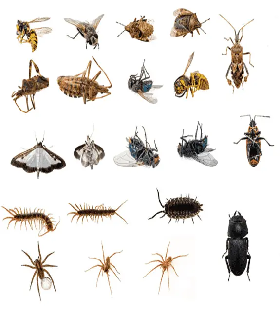 efficient pest control services in Mountain Home