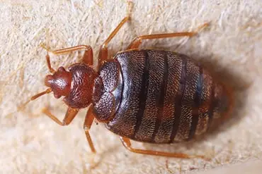 bed bug extermination in Hebron