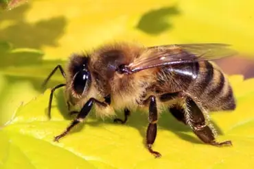 bee removal in Hebron