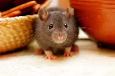 rat extermination across Abbottstown