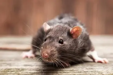 Sacramento Rodent Control