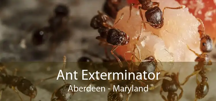 Ant Exterminator Aberdeen - Maryland