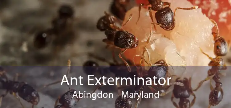 Ant Exterminator Abingdon - Maryland