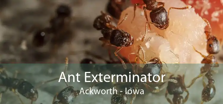 Ant Exterminator Ackworth - Iowa