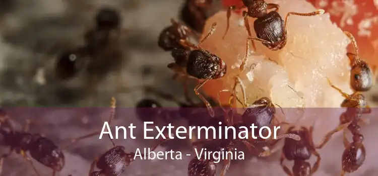 Ant Exterminator Alberta - Virginia