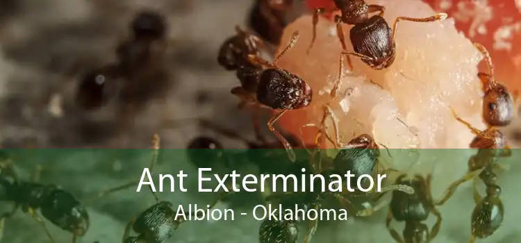 Ant Exterminator Albion - Oklahoma