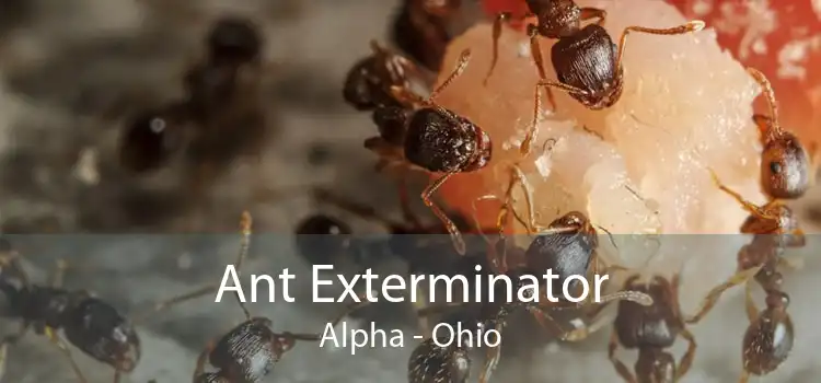 Ant Exterminator Alpha - Ohio