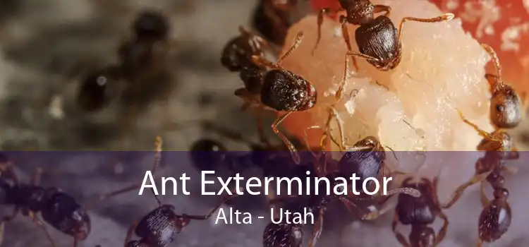Ant Exterminator Alta - Utah