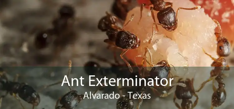 Ant Exterminator Alvarado - Texas