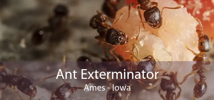 Ant Exterminator Ames - Iowa