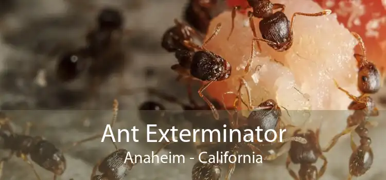 Ant Exterminator Anaheim - California