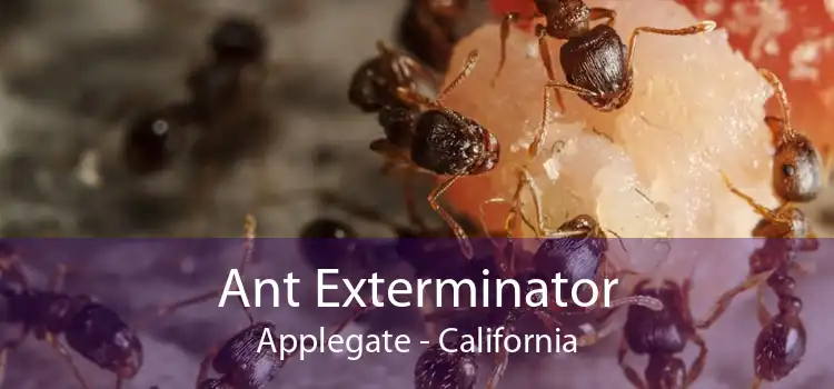 Ant Exterminator Applegate - California