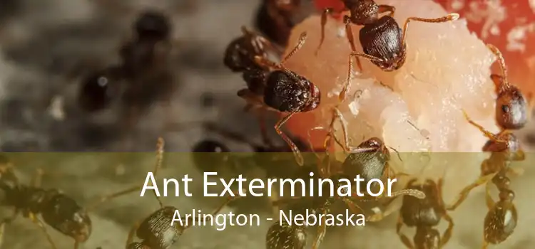 Ant Exterminator Arlington - Nebraska