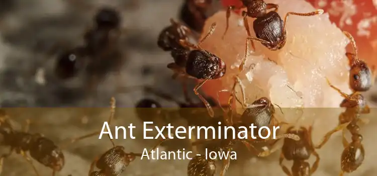 Ant Exterminator Atlantic - Iowa