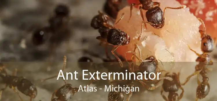 Ant Exterminator Atlas - Michigan