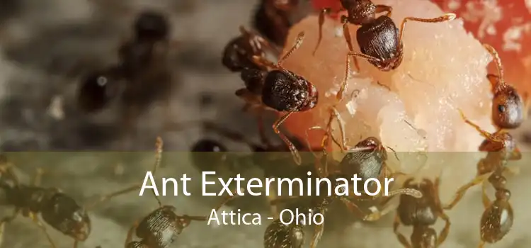 Ant Exterminator Attica - Ohio