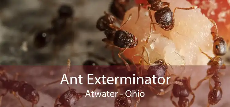Ant Exterminator Atwater - Ohio