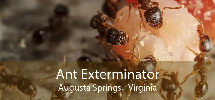 Ant Exterminator Augusta Springs - Virginia