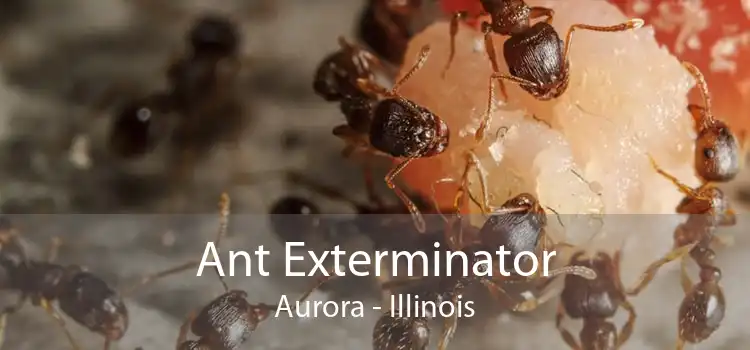 Ant Exterminator Aurora - Illinois