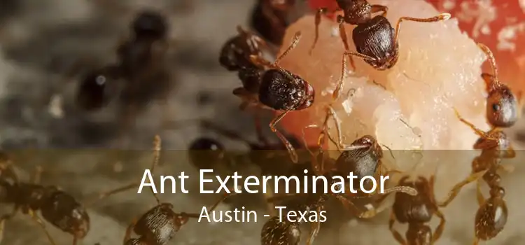 Ant Exterminator Austin - Texas