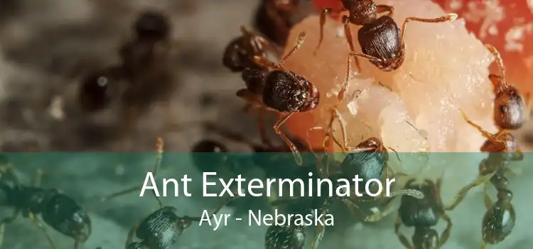 Ant Exterminator Ayr - Nebraska