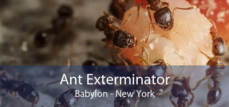 Ant Exterminator Babylon - New York