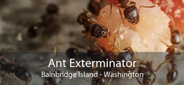 Ant Exterminator Bainbridge Island - Washington
