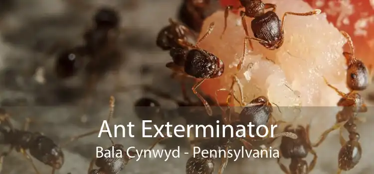 Ant Exterminator Bala Cynwyd - Pennsylvania