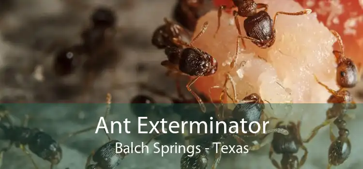 Ant Exterminator Balch Springs - Texas