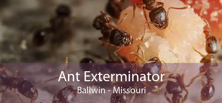 Ant Exterminator Ballwin - Missouri