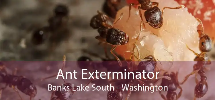 Ant Exterminator Banks Lake South - Washington