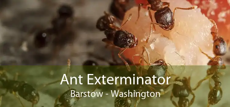 Ant Exterminator Barstow - Washington