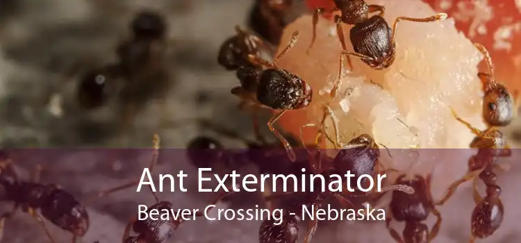 Ant Exterminator Beaver Crossing - Nebraska