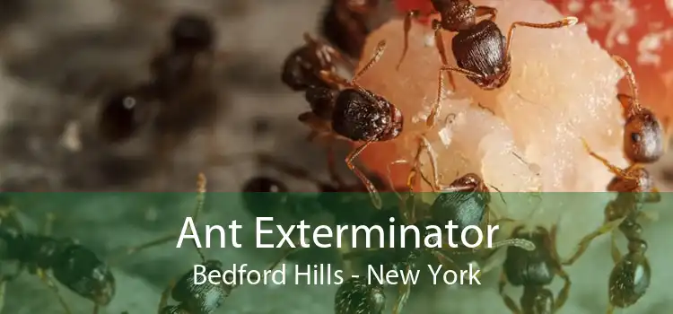 Ant Exterminator Bedford Hills - New York