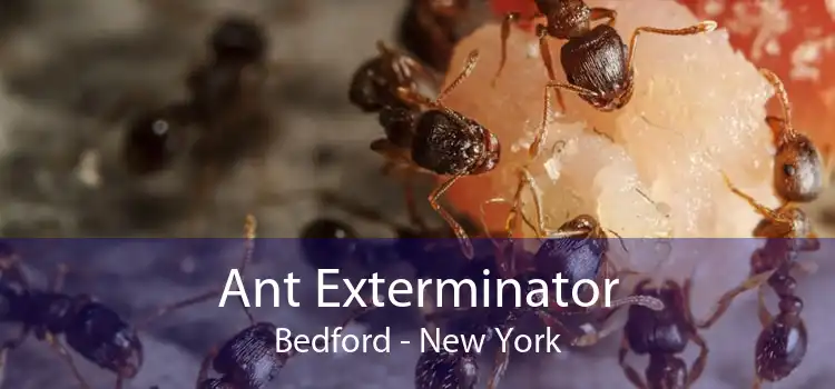Ant Exterminator Bedford - New York
