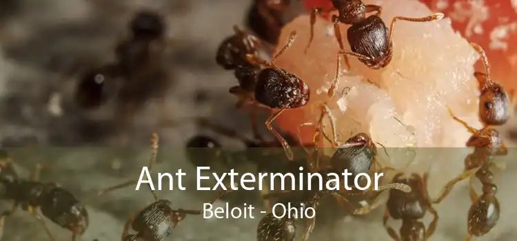 Ant Exterminator Beloit - Ohio