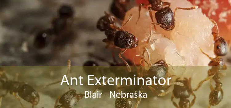 Ant Exterminator Blair - Nebraska
