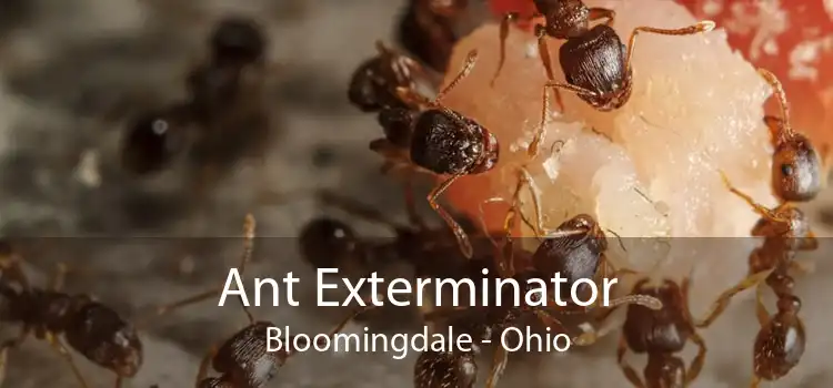 Ant Exterminator Bloomingdale - Ohio
